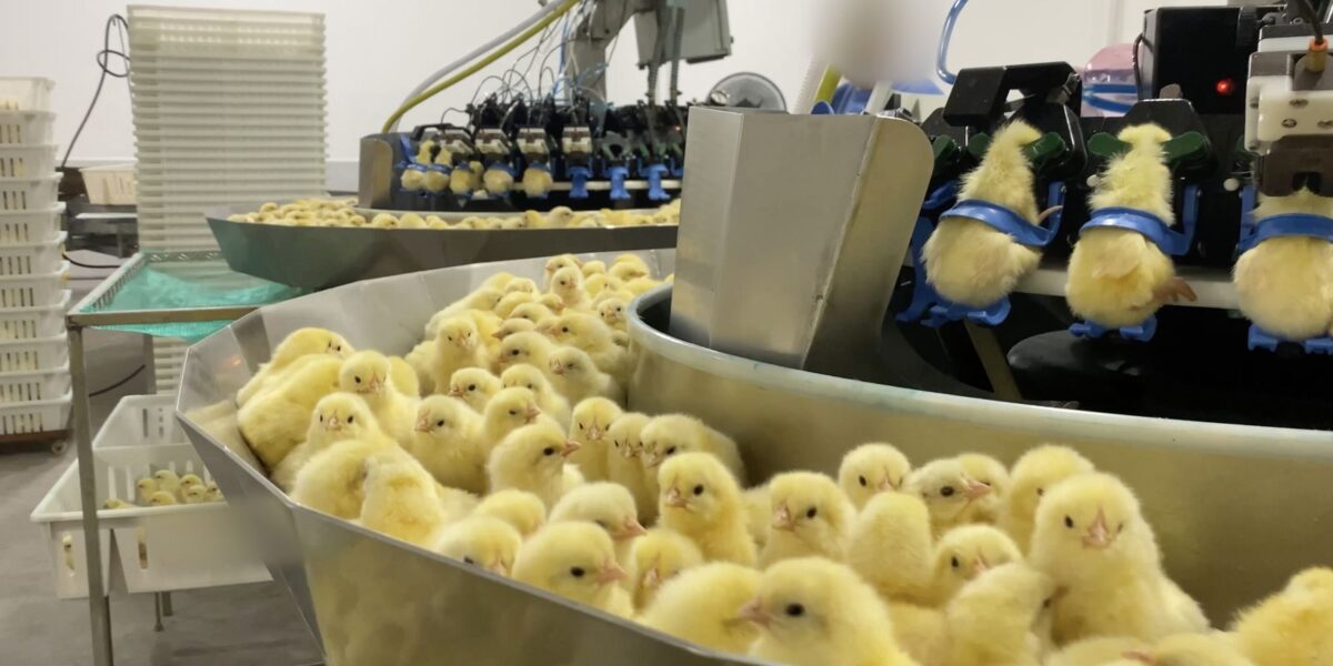 Abate de pintinhos na indústria de ovos pressiona por mudanças Abate de pintinhos na indústria de ovos pressiona por mudanças